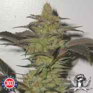 303 Seeds Bio Diesel #2 x Pure Kush(Suge)/Uzbekistan Hashplant